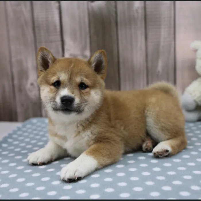 Female Shiba Inu Puppy for Sale in Schererville, IN