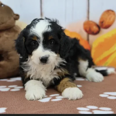 Female Miniature Bernedoodle Puppy for Sale in Schererville, IN