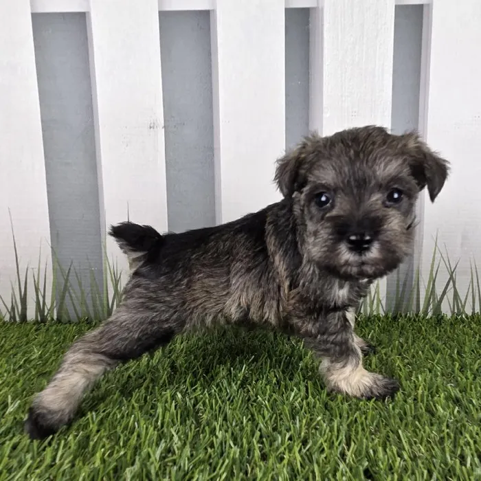 Female Miniature Schnauzer Puppy for Sale in Schererville, IN