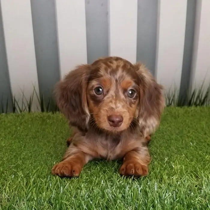 Female Miniature Dachshund Puppy for Sale in Schererville, IN