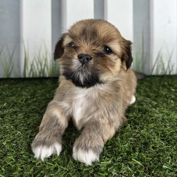 Female Lhasa Apso Puppy for Sale in Schererville, IN