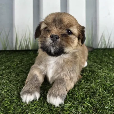 Female Lhasa Apso Puppy for Sale in Schererville, IN