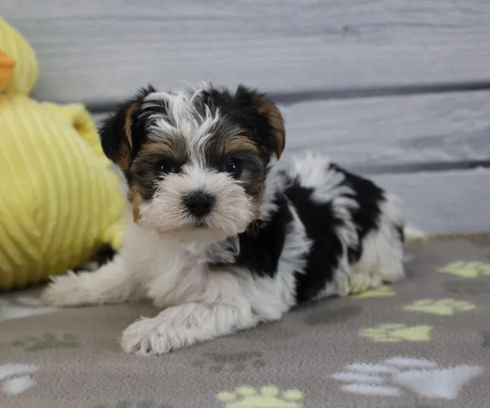 Male Morkie Puppy for Sale in Schererville, IN