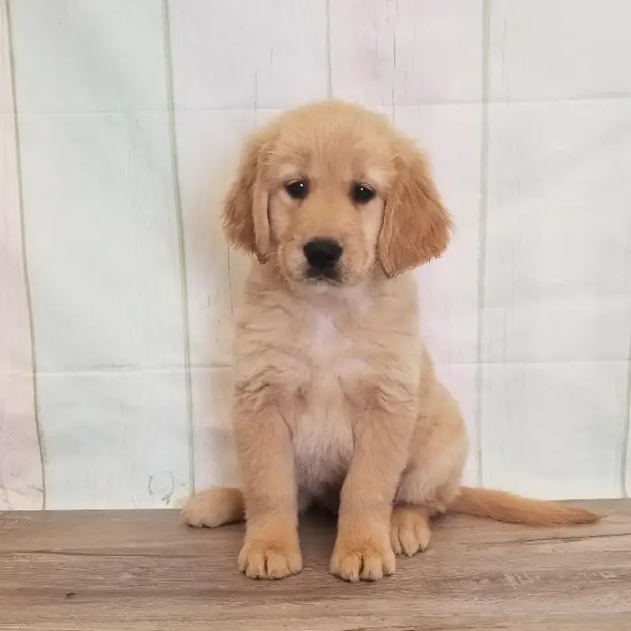 Female Golden Retriever Puppy for Sale in Schererville, IN