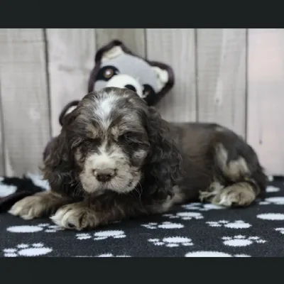 Male Cocker Spaniel Puppy for Sale in Schererville, IN