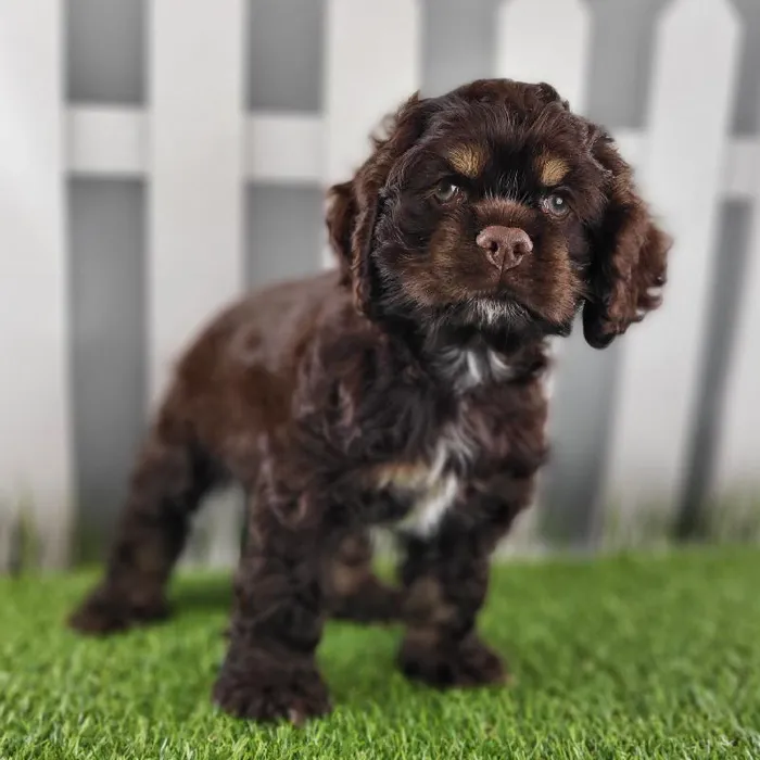 Male Cocker Spaniel Puppy for Sale in Schererville, IN