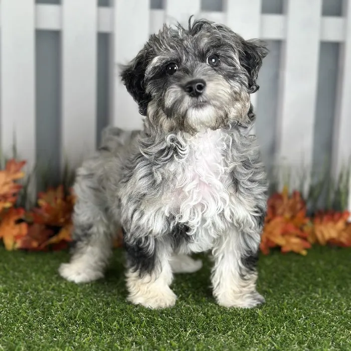Male Coton-Poo Puppy for Sale in Indianapolis, IN