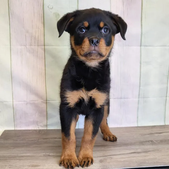 Female Rottweiler Puppy for Sale in Indianapolis, IN
