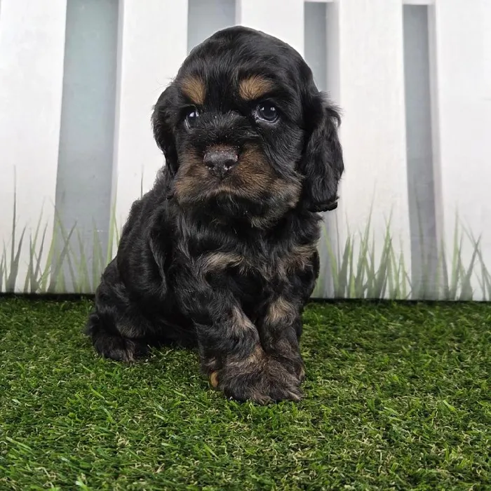 Female Cocker Spaniel Puppy for Sale in Schererville, IN