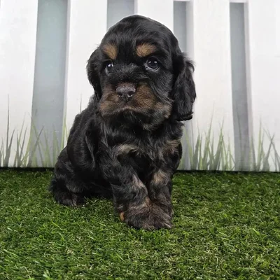 Female Cocker Spaniel Puppy for Sale in Schererville, IN