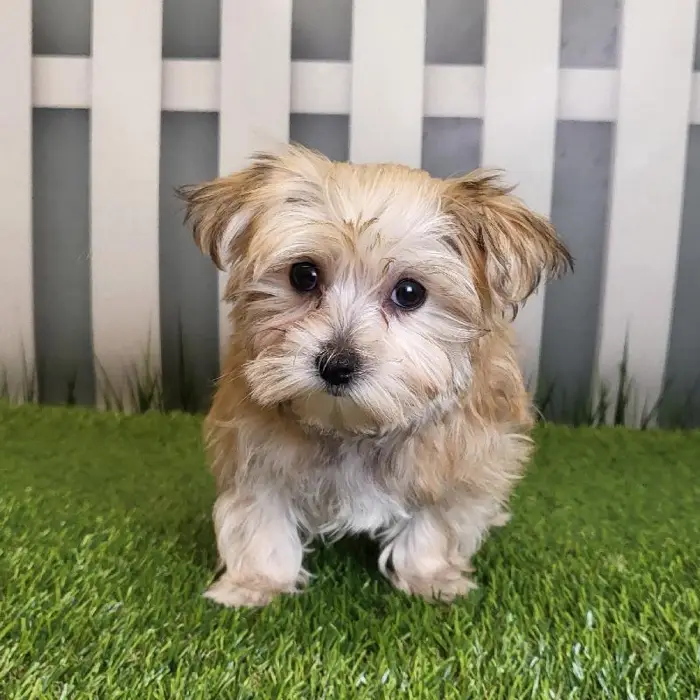 Male Morkie Puppy for Sale in Schererville, IN