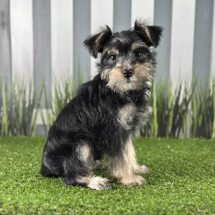 Male Schnorkie Puppy for Sale in Schererville, IN
