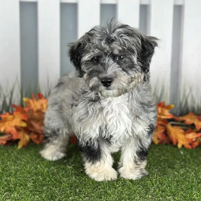 Male Coton-Poo Puppy for Sale in Indianapolis, IN