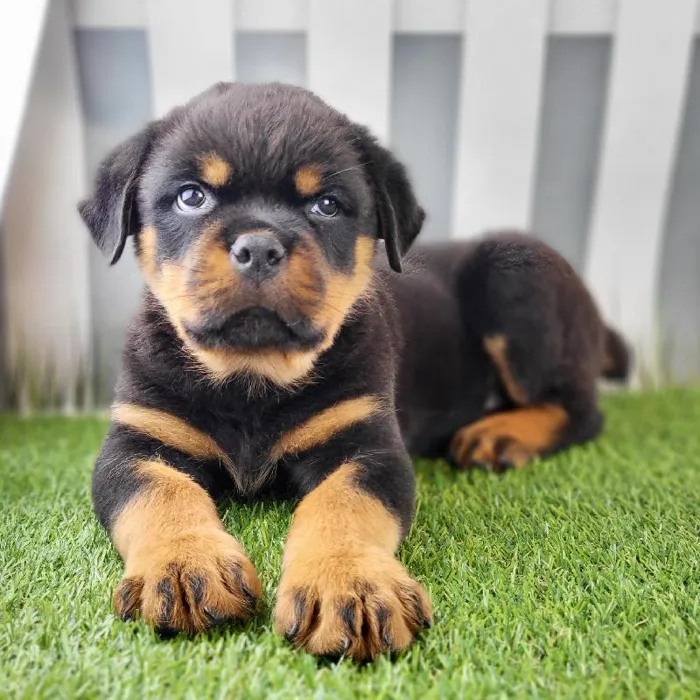 Male Rottweiler Puppy for Sale in Schererville, IN