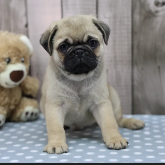 Male Pug Puppy for Sale in Schererville, IN