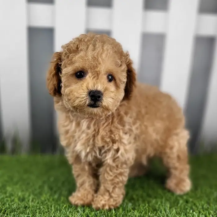 Female Toy Poodle Puppy for Sale in Schererville, IN
