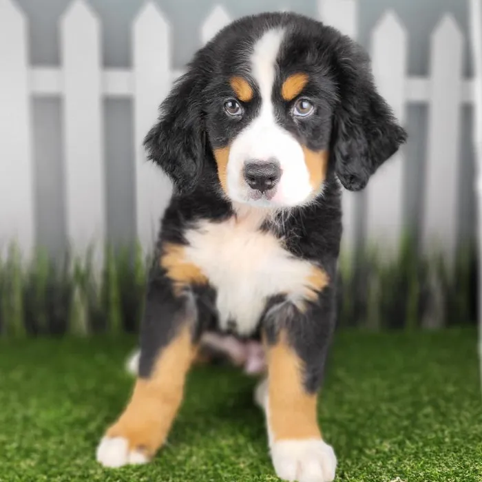 Female Bernese Mountain Dog Puppy for Sale in Indianapolis, IN
