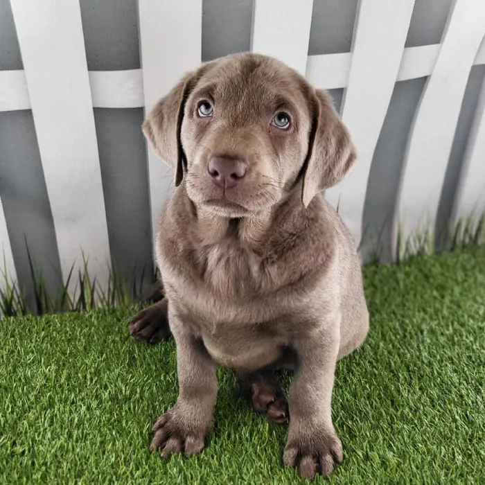 Male Labrador Retriever Puppy for Sale in Schererville, IN