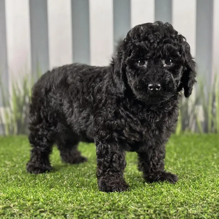 Male Toy Poodle Puppy for Sale in Indianapolis, IN