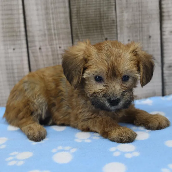 Female Yorkie-Poo Puppy for Sale in Indianapolis, IN