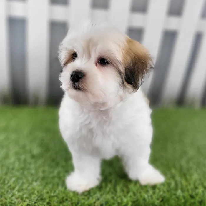 Male Coton De Tulear Puppy for Sale in Schererville, IN