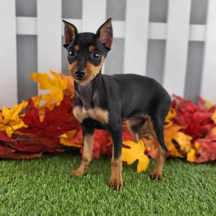 Female Miniature Pinscher Puppy for Sale in Indianapolis, IN