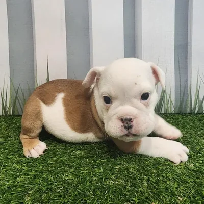 Male English Bulldog Puppy for Sale in Schererville, IN