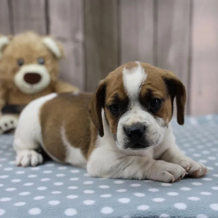 Female Freagle Puppy for Sale in Schererville, IN