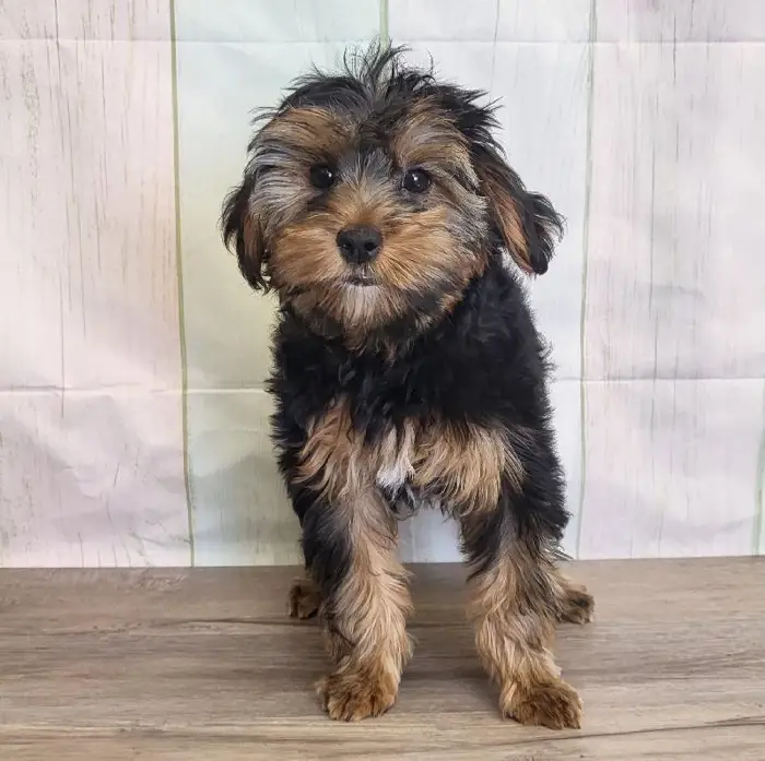 Female Yorkshire Terrier Puppy for Sale in Schererville, IN
