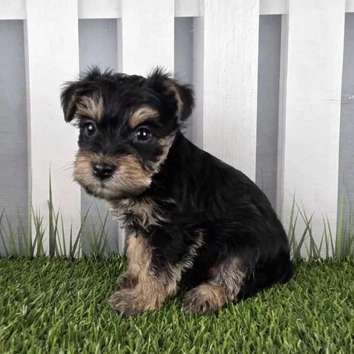 Male Schnorkie Puppy for Sale in Schererville, IN