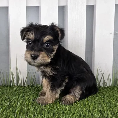 Male Schnorkie Puppy for Sale in Schererville, IN