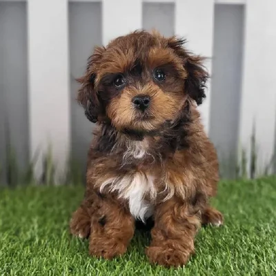 Male ShihPoo Puppy for Sale in Schererville, IN