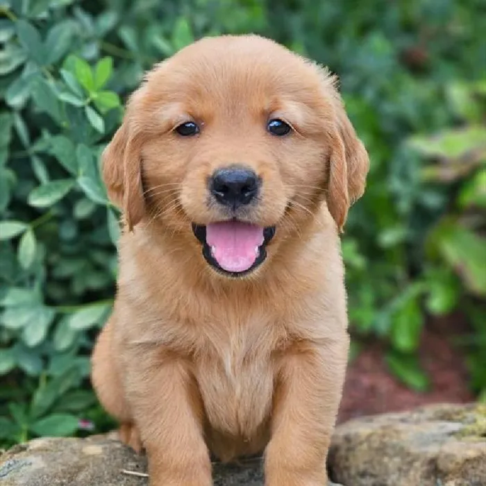 Male Golden Retriever Puppy for Sale in Schererville, IN
