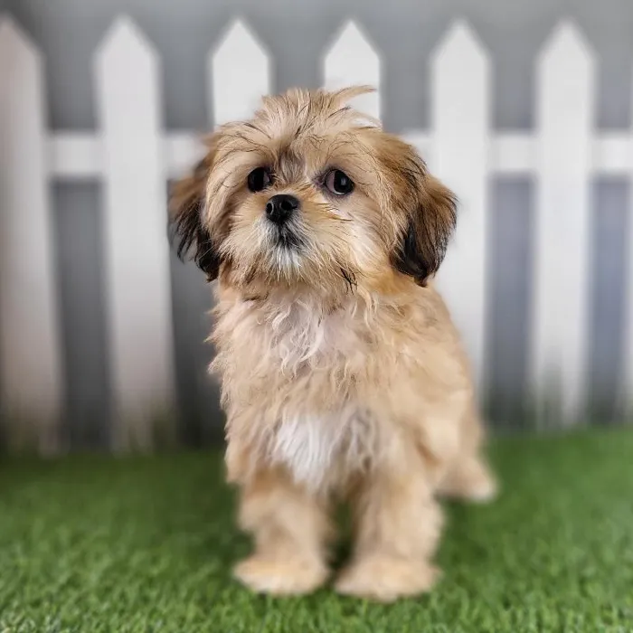 Female Lhasa Apso Puppy for Sale in Schererville, IN