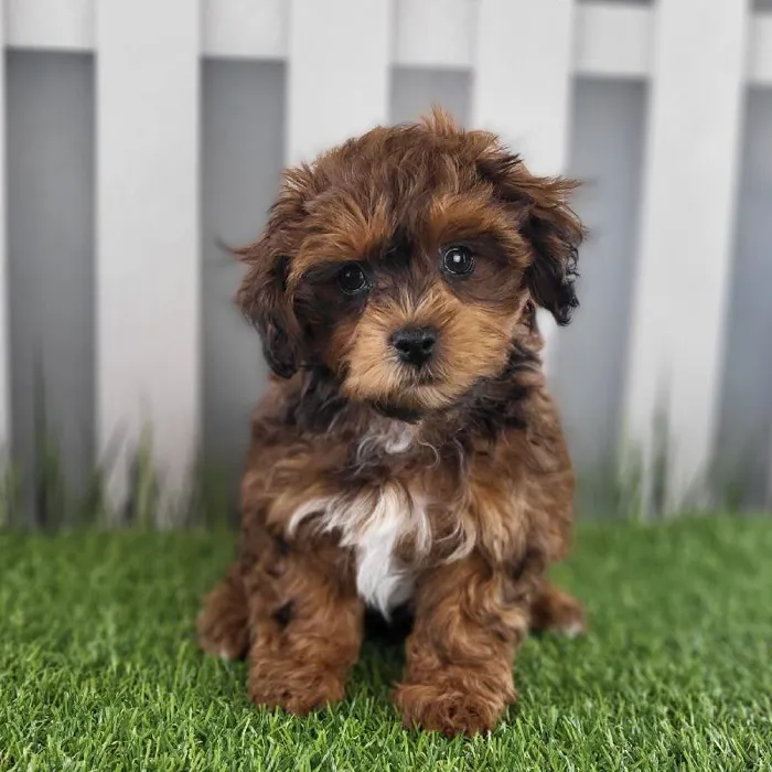 Male ShihPoo Puppy for Sale in Schererville, IN