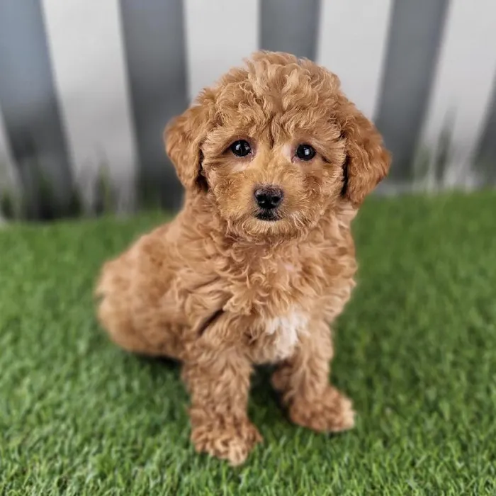Male Toy Poodle Puppy for Sale in Schererville, IN