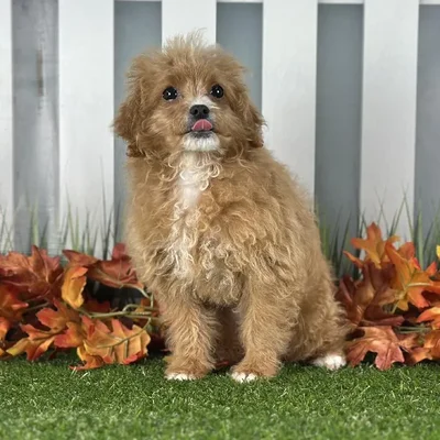 Female Peekapoo Puppy for Sale in Schererville, IN