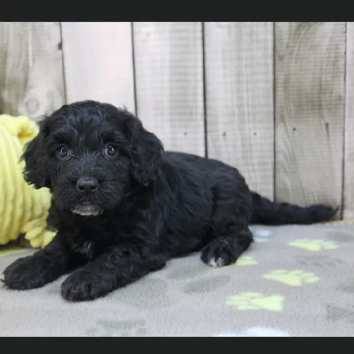 Male Cavapoo Puppy for Sale in Schererville, IN