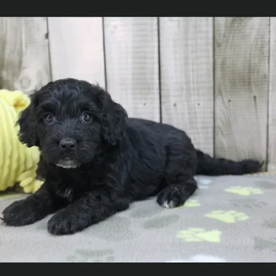 Male Cavapoo Puppy for Sale in Schererville, IN