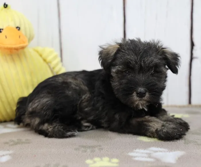 Female Miniature Schnauzer Puppy for Sale in Indianapolis, IN
