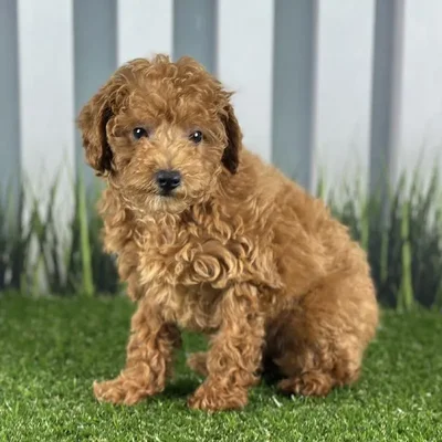 Male Poodle Puppy for Sale in Indianapolis, IN