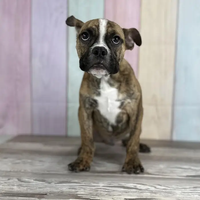 Male Boston Bulldog Puppy for Sale in Indianapolis, IN
