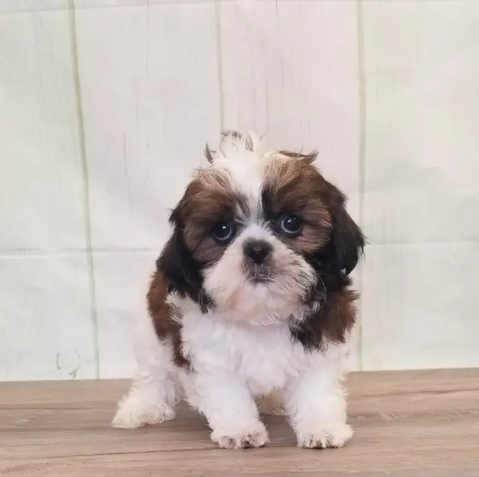 Female Shih Tzu Puppy for Sale in Schererville, IN