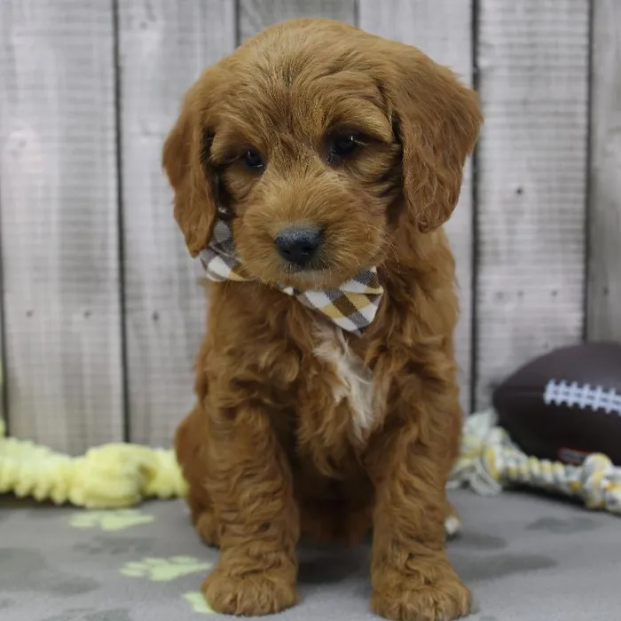 Female Medium Goldendoodle Puppy for Sale in Schererville, IN