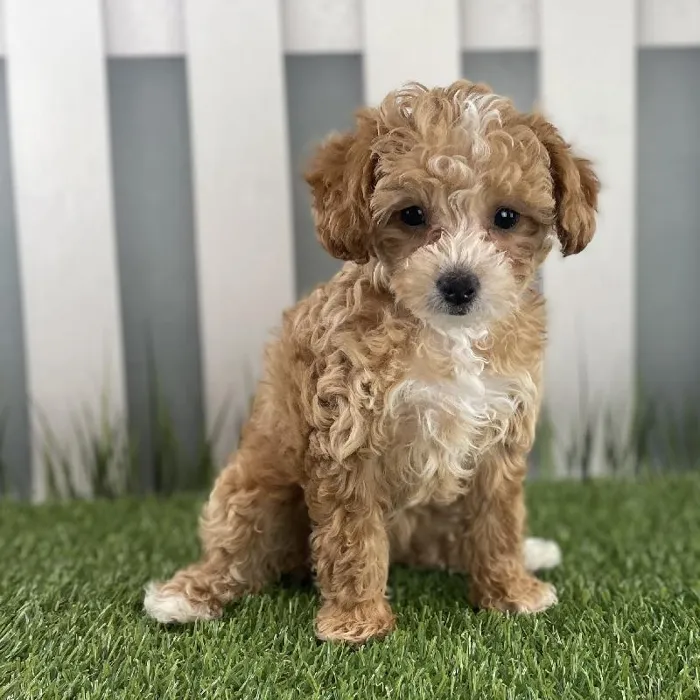 Female Toy Poodle Puppy for Sale in Schererville, IN