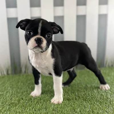 Male Boston Terrier Puppy for Sale in Schererville, IN