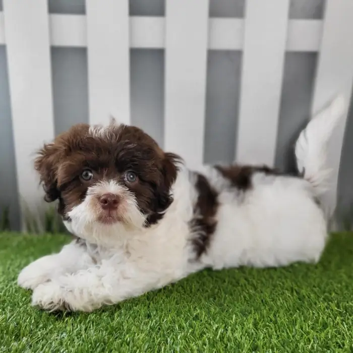 Male Havanese Puppy for Sale in Schererville, IN