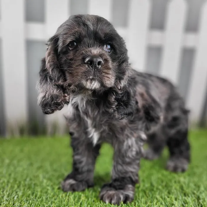Female Cocker Spaniel Puppy for Sale in Schererville, IN