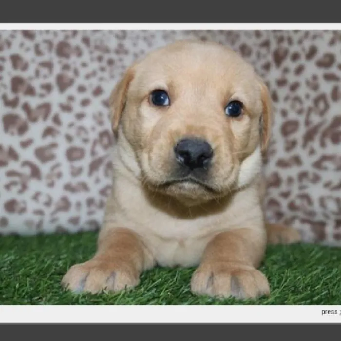 Male Labrador Retriever Puppy for Sale in Indianapolis, IN