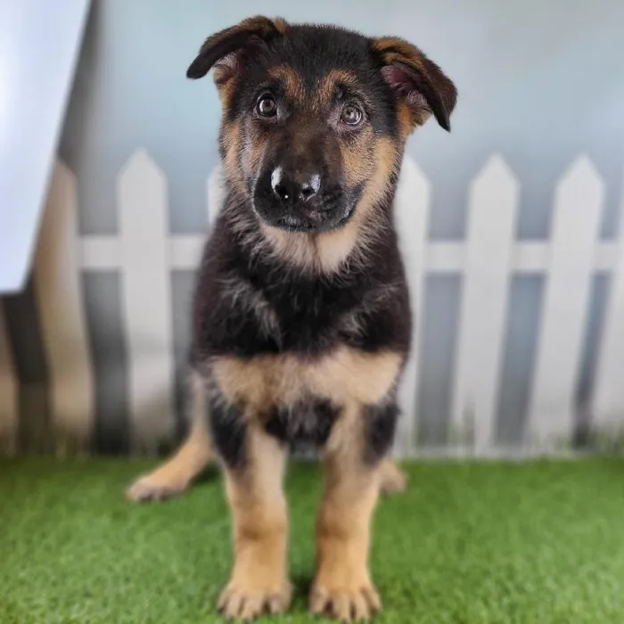 Male German Shepherd Puppy for Sale in Schererville, IN